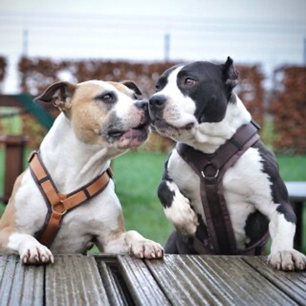 GOLDENWAY Reflective Safety Vest