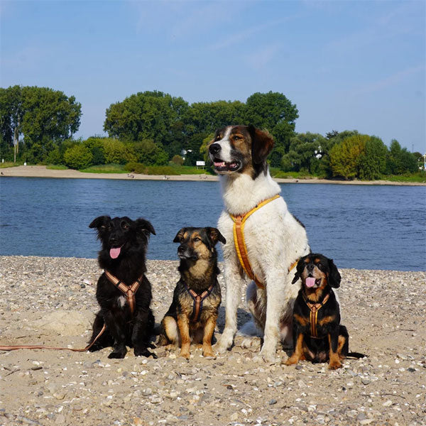 GOLDENWAY Reflective Safety Vest