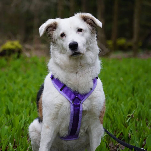 GOLDENWAY Reflective Safety Vest