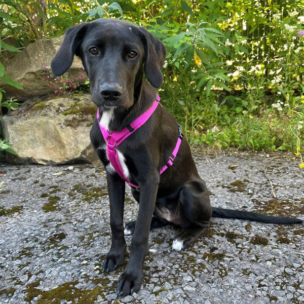 GOLDENWAY Reflective Safety Vest