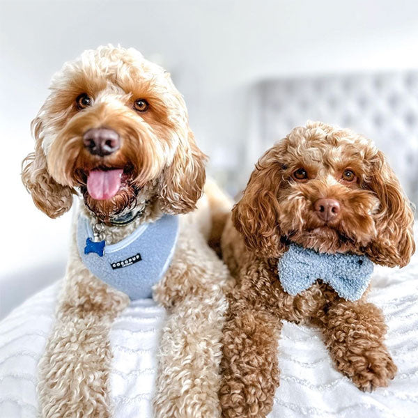 GOLDENWAY Reflective Safety Vest