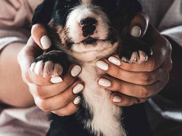 Experten und Züchter