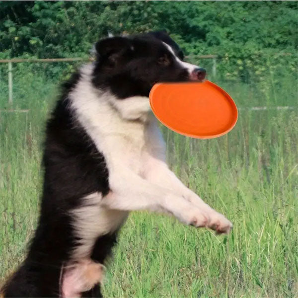 GOLDENWAY Frisbee