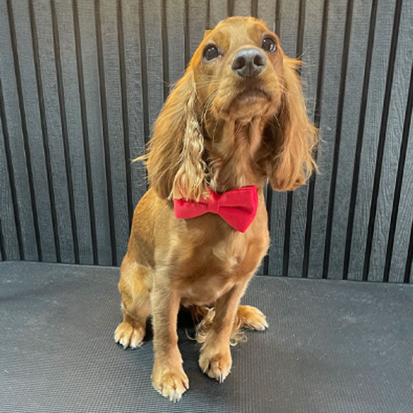 GOLDENWAY Reflective Safety Vest