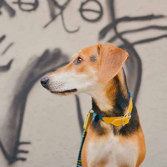 HIRO &amp; WOLF collar Shuka 