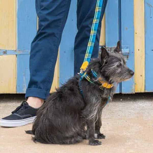 HIRO &amp; WOLF City Leash Shuka