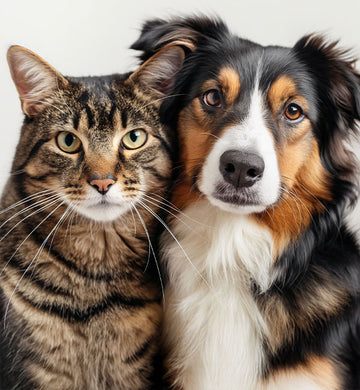 Was uns von anderen unterscheidet, macht Ihre Fellnase <em>stärker</em>