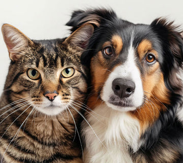 Was uns von anderen unterscheidet, macht Ihre Fellnase <em>stärker</em>