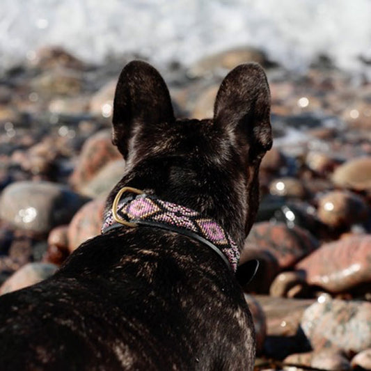 KAMPUNI Hundehalsband