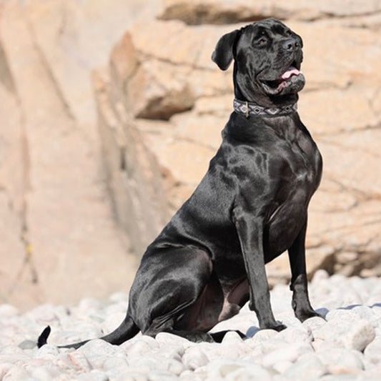 KAMPUNI Hundehalsband