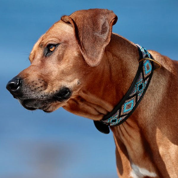 KAMPUNI dog collar