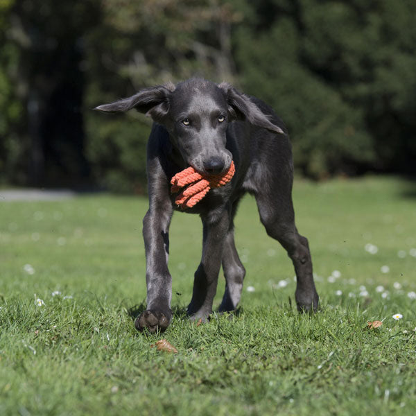 LABONI Squidward Squid