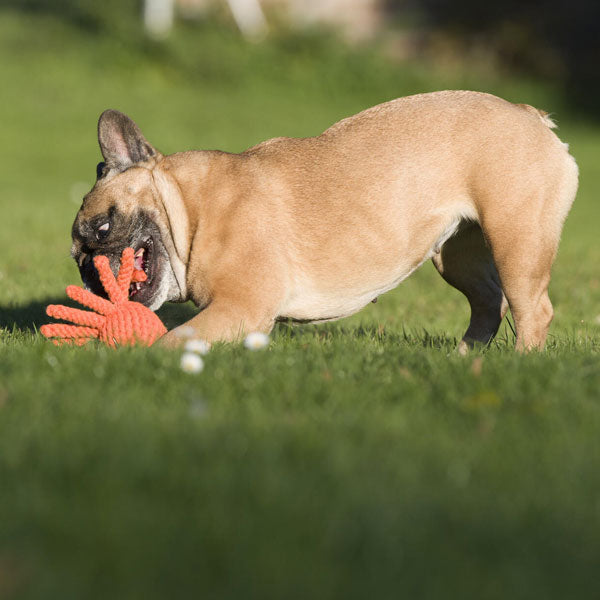 LABONI Squidward Squid