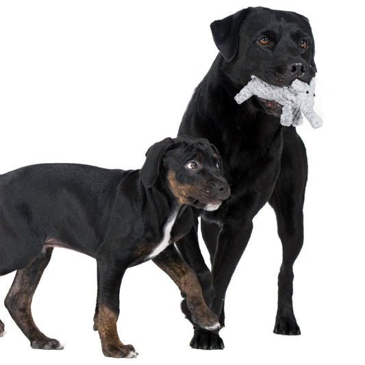 LABONI Elton Elephant Jr.