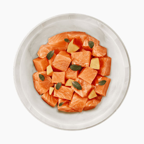 TERRA FELIS Adult Grain-Free Salmon